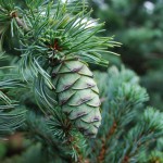 Pinus parviflora (Japanese White Pine)